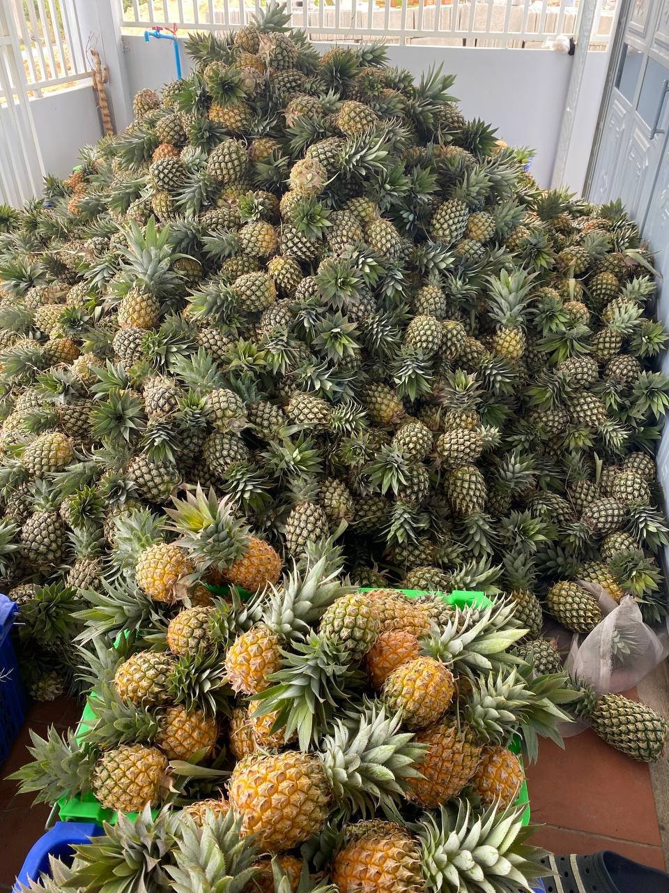 Large harvest of fresh pineapples
